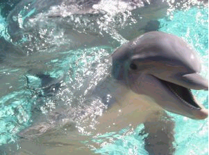 Dolphin