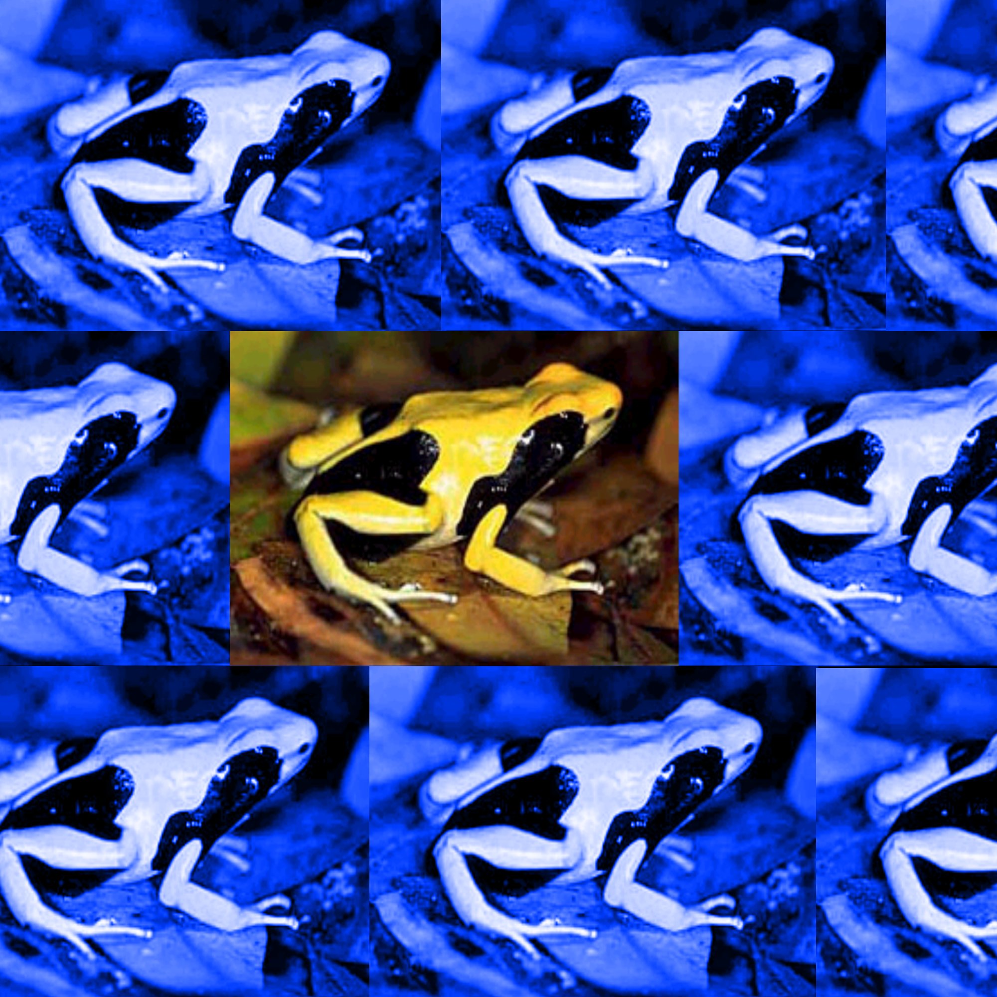 Frog Background