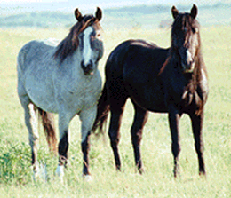 Horses