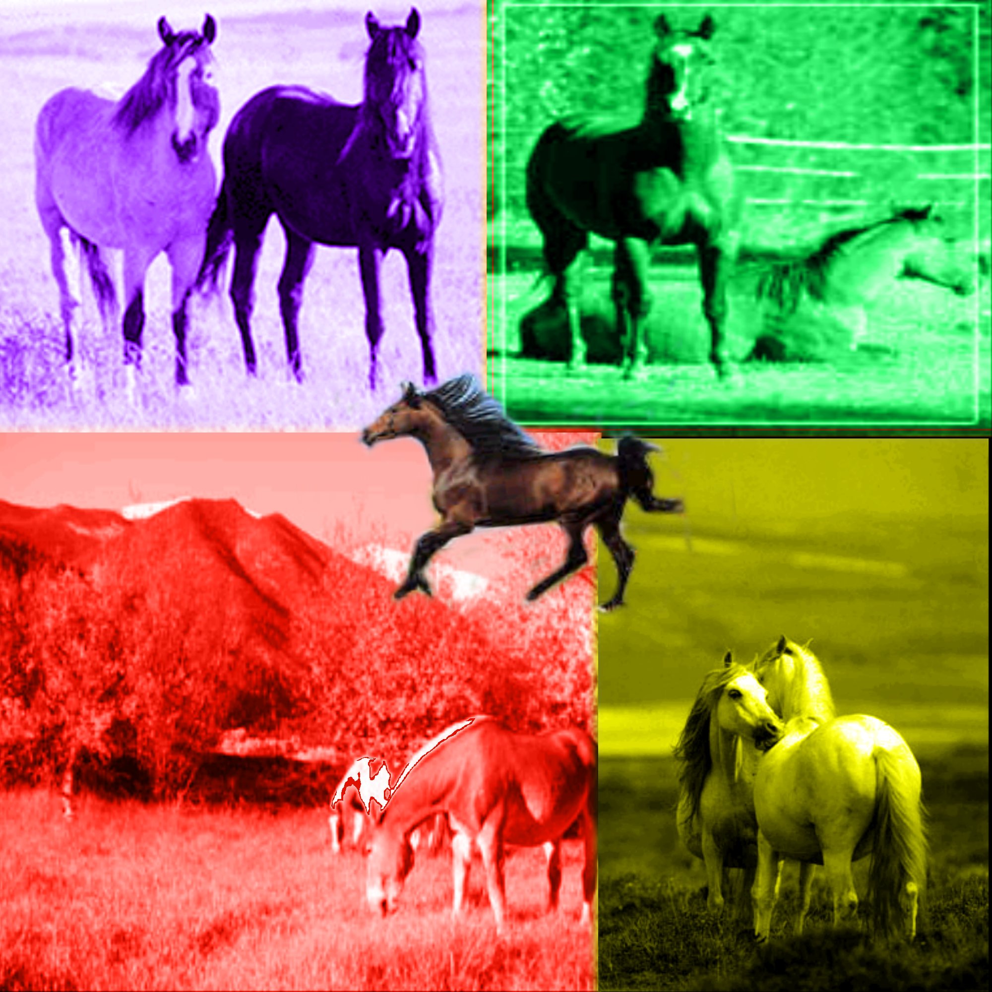 Horse Background