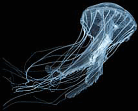 Jellyfish