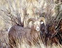 Sheep with horns!