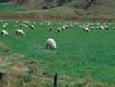 A herd of sheep!