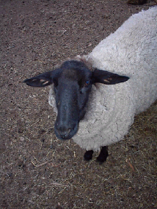 Sheep!