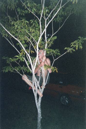 graham_climbing_the_tree.jpg (35516 bytes)
