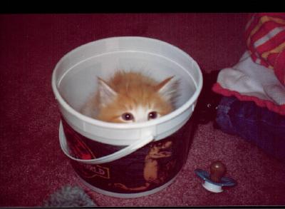 bucket.jpg