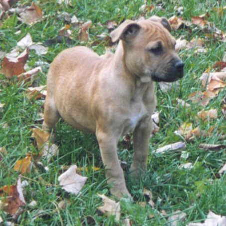 BABE at 7 1/2 weeks old.