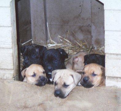 littermates
