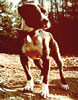 J. Crenshaw's CH Rascal
