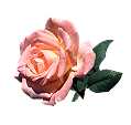 a single rose