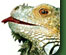 Notepad ++ website