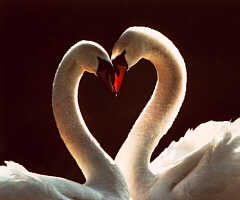 Swan Pair