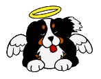 angel dog