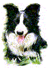 border collie