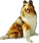 collie