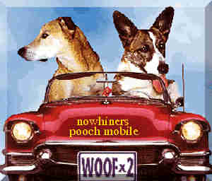 dogs in car