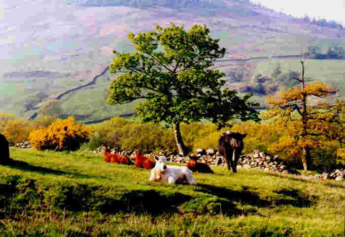 Cows in Pasture