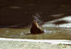 furdo_madar_05.jpg