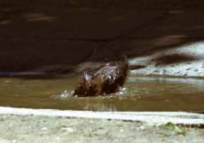 furdo_madar_06.jpg