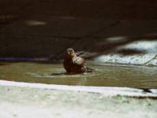 furdo_madar_07.jpg