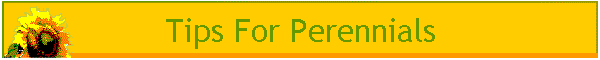 Tips For Perennials