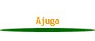 Ajuga