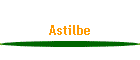 Astilbe