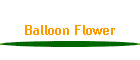 Balloon Flower
