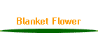 Blanket Flower