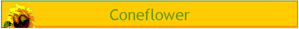 Coneflower