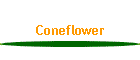 Coneflower