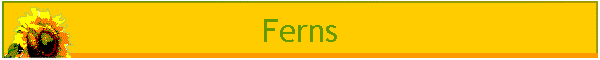 Ferns