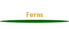 Ferns