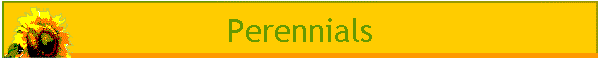Perennials