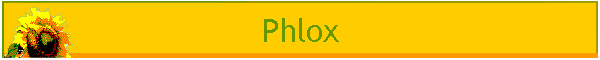Phlox