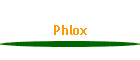Phlox