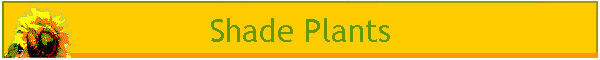 Shade Plants
