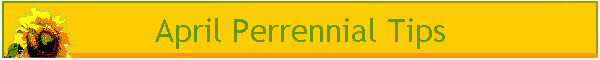 April Perrennial Tips