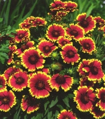 BlanketFlower.jpg (28507 bytes)