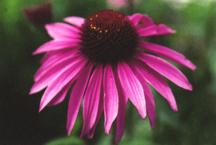 ConeflowerPurple.jpg (6279 bytes)