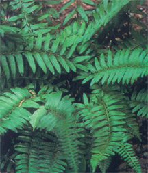 FernChristmas.jpg (15049 bytes)