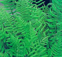 FernLady.jpg (18027 bytes)