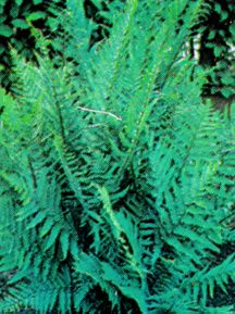 FernLeatherwood.jpg (23568 bytes)