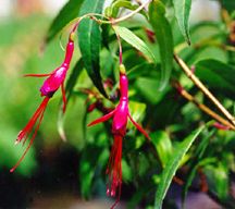 FuchsiaRegia.jpg (11949 bytes)