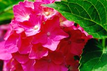 HydrangeaPiaBig-Leafed.jpg (9640 bytes)