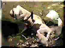 Breaking shell