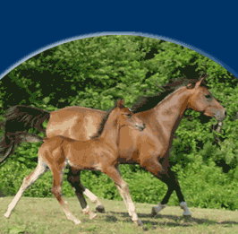 Sudandi Arabians