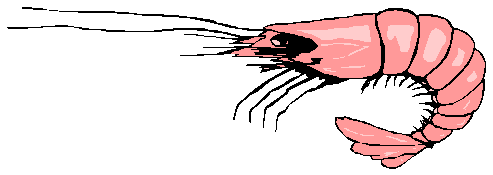 shrimp