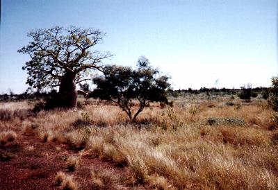 Boab Trees