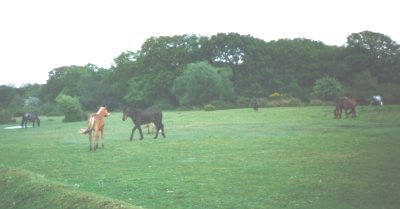 New Forest Ponies